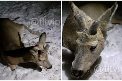 Сбили и оставили умирать: в Самарской области мужчина спас раненую косулю