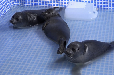 Нашли помещение с нулевой температурой: в Новокуйбышевске детенышей нерпы переселили из подвала