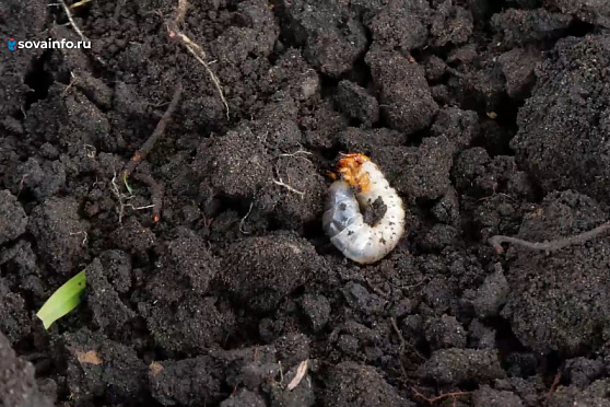 Дачники против хруща. Удачные заметки