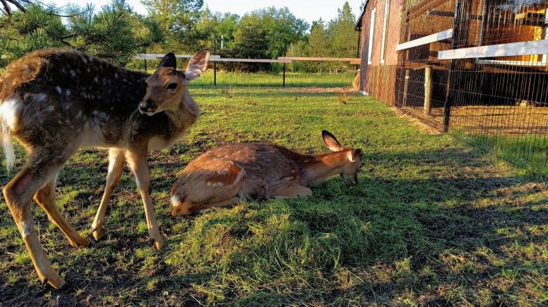 Эксперты рассказали, почему нельзя брать на руки диких косулят
