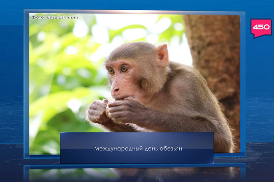 Международный день обезьян. Календарь Губернии от 14 декабря
