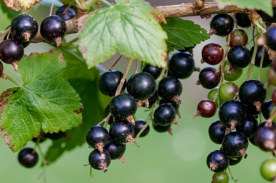 Доктор среди ягод: эксперты рассказали об уникальных свойствах черной смородины