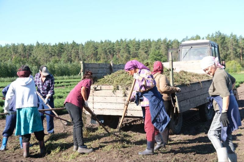 В Самарской области посадят более 130 га леса