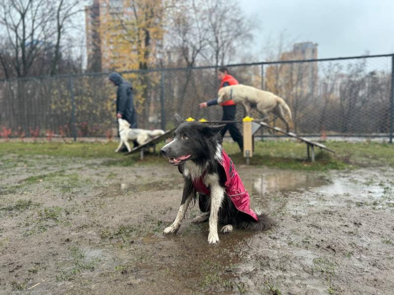"Знакомим их с английскими прогулками": как проходят бесплатные занятия для собачников в Самаре