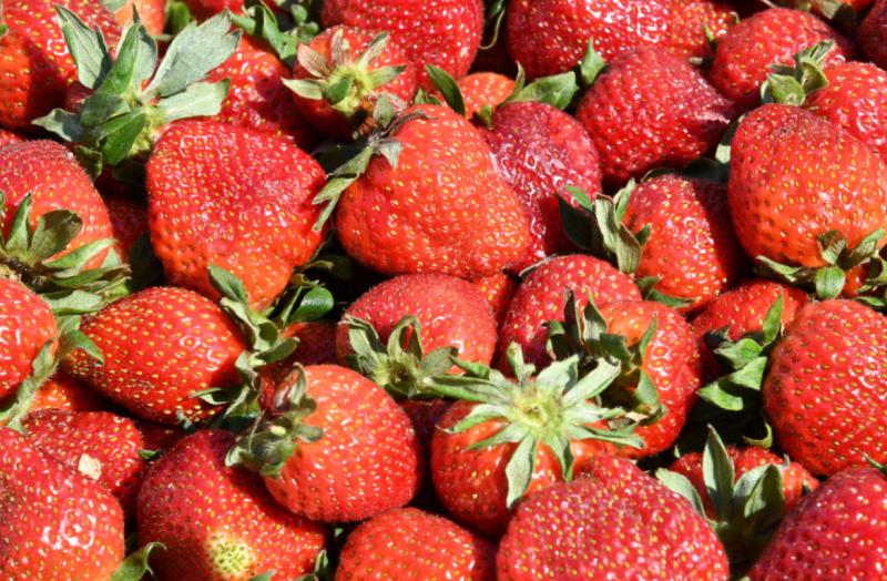 Променял клубничные грядки на окопы: самарский садовод развивает бизнес после возвращения с СВО