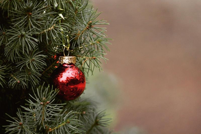 Как выбрать живую елку к Новому году