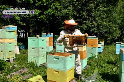"Пасека - дело серьезное": участник СВО рассказал о жизни "на гражданке"