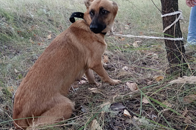 В Тольятти неизвестные привязали собаку к дереву и оставили погибать
