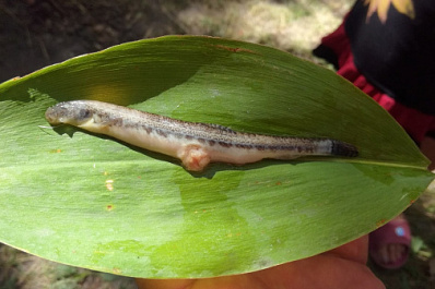 В Самарской области женщина выловила из Усы странную рыбу с наростом