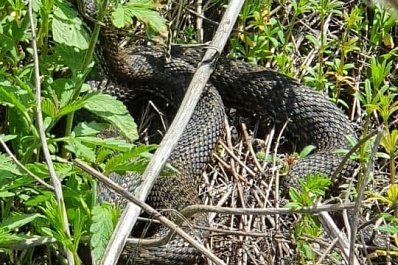 Житель Самары сфотографировал опасное и крупное существо