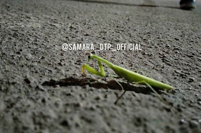 Богомолы поселились в Самаре