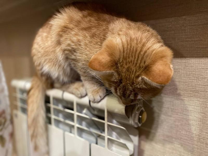 Эксперты расскажут о подготовке к предстоящему холодному сезону