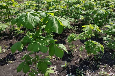 ТРК “ГУБЕРНИЯ” высадит в Самаре саженцы каштанов 