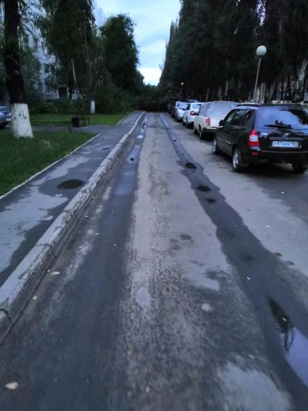 В Тольятти во время урагана дерево упало на припаркованные автомобили