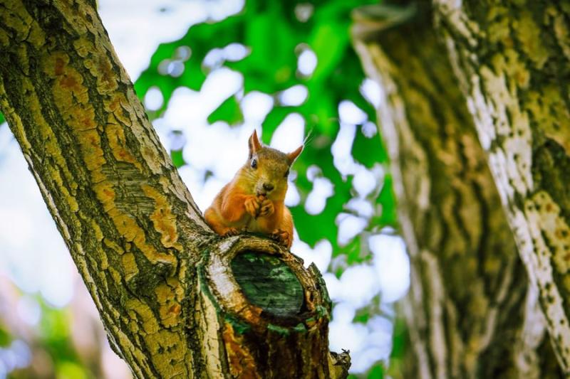 В Самаре стартовал весенне-летний парковый сезон