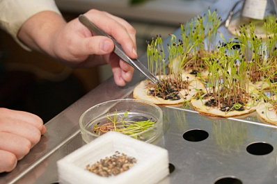 Самарцам рассказали, как происходит заготовка семян для восстановления леса