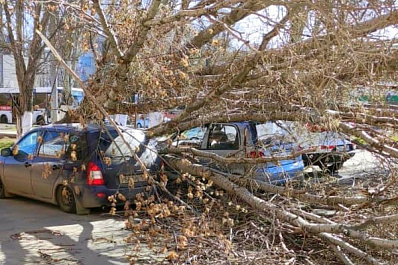 Возле самарского университета дерево рухнуло на припаркованные машины