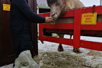 В Самарской области получили больше 200 мешков щепы из новогодних елок