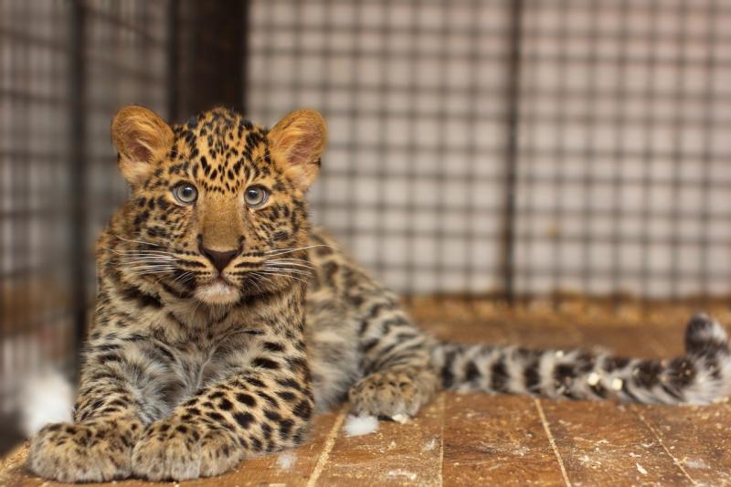 В Самаре выбрали имя для малышки-леопарда