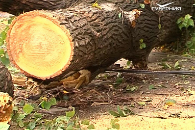 Отключение света и поваленные деревья: на Самарскую область обрушился ураган
