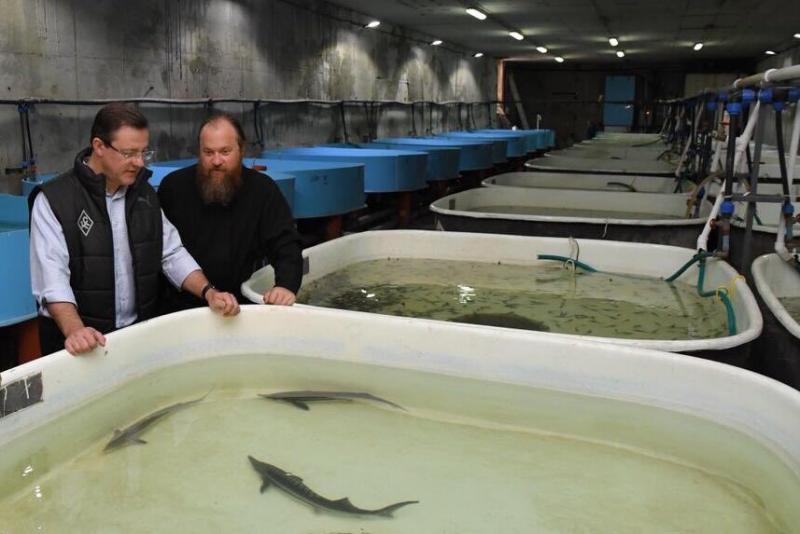 Дмитрий Азаров принял участие в выпуске мальков стерляди в Волгу 