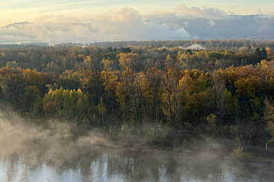 Из-за вырубки деревьев в Самарской области возбудили уголовное дело