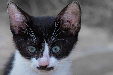 Спасенного с мусорной ленты кота "назначили" замминистра по охране животного мира в Ульяновске