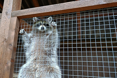 Всемирный день животных: какие праздники отмечают 4 октября