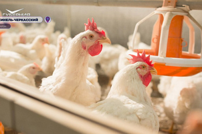 В Самарской области увеличили мощность птицефабрики
