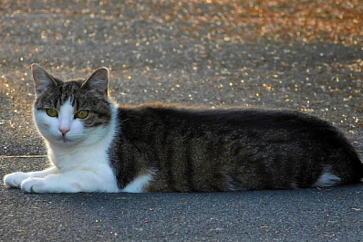 В Самаре три кошки перекрыли автомобильное движение