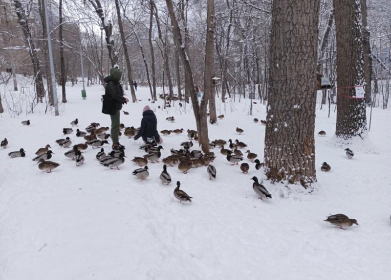 В Самарских парках зимуют стаи уток 