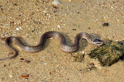 Самарцам рассказали о змее, которая ест себе подобных и может укусить человека