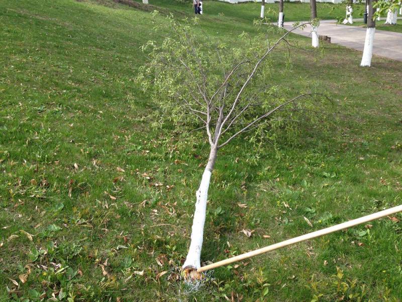 В Самаре вандалы сломали под корень рябину в Струковском саду