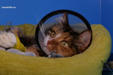 Самарские ветеринары рассказали, стоит ли давать животным продукты и лекарства для людей