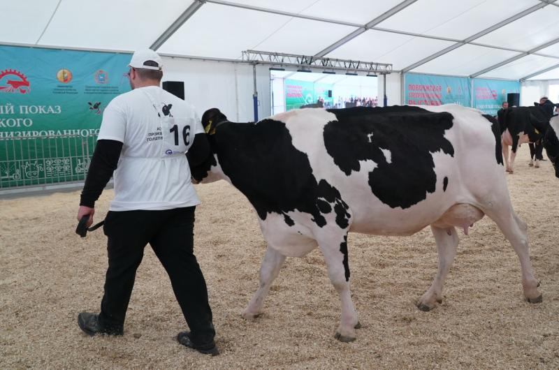 Умная ферма: сколько времени и сил требуют племенные коровы