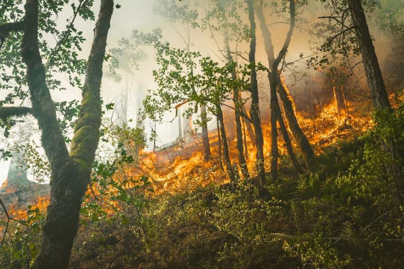 Дым от лесных пожаров в Рязанской области может накрыть Нижегородскую