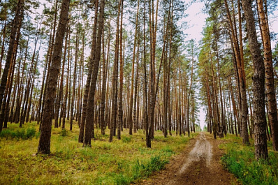 Вячеслав Федорищев поздравил работников леса Самарской области с профессиональным праздником