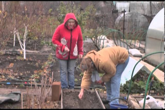 Дачные советы 31.10.2013 
