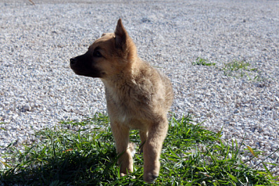 Девочки-подростки жестоко убили щенка и сняли издевательства на видео