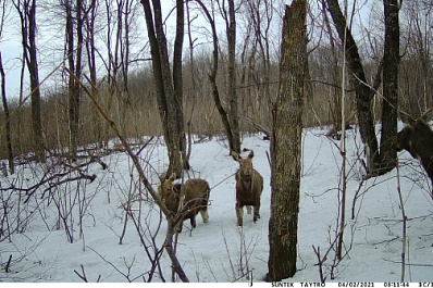 Попали в объектив: в Самарской области на фотоловушку засняли семью лосей