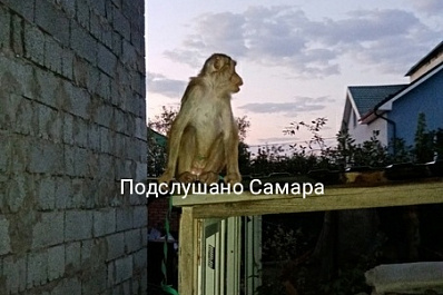 Жителей Самары ранним утром 20 августа 2021 года стуком в окно разбудила обезьяна