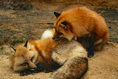 Двое лисят в Жигулевском лесу устроили игры на камеру