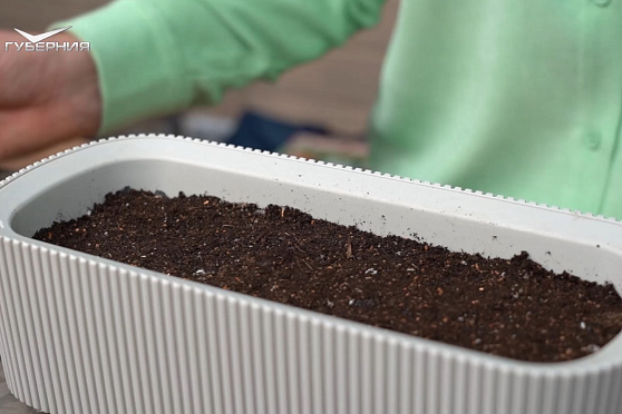 Сеем лук-порей, разбираемся с удобрениями. Дачные сезоны