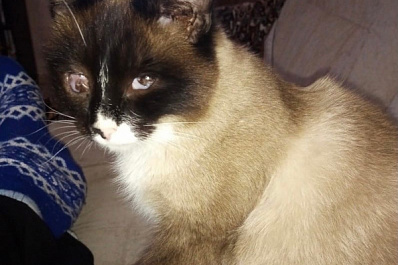 "Подцепил вирус и пошли осложнения": в Сызрани ищут новый дом для слепого кота