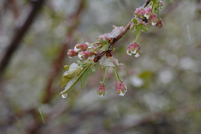 В Самарской области ожидаются заморозки до -2 ºС