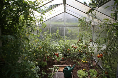 Садоводы рассказали, как защитить растения от заморозков в апреле и мае