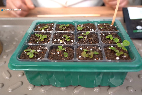 Подкормка рассады. Дачные сезоны