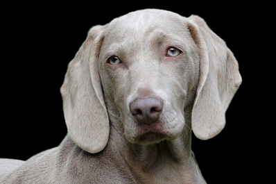 Ландшафтный дизайн по-собачьи: животные атакуют дворы Тольятти