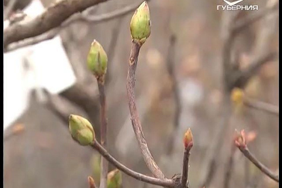 Дачные советы 07.04.2016