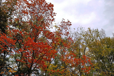 Россияне выбрали имя детенышу орангутана, родившемуся в зоопарке